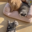 Sofá Cama para Pets