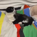 Massageador Elétrico para Pets